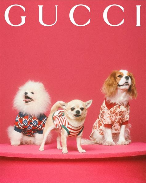 gucci petten limited edition|Gucci pet collection.